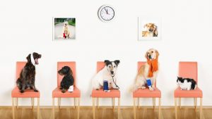 dogs at vet clinic_dangers to dogs article