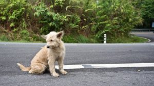 lost dog on side of road