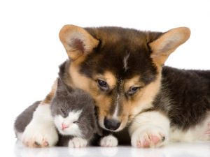 puppies-and-kittens-2