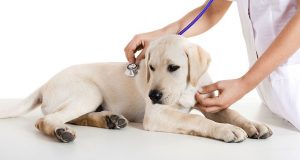 puppy being examined by vet