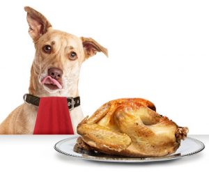 turkeydog1_Getty Images