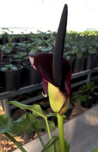 The Arum Palaestinium plant, also called black calla lily, is a plant that Gene Zaid has brought to sterling from the Middle East to grow and use as part of a dietary supplement. He hopes to one day also use it as part of a drug to help cure some forms of cancer. [Sandra J. Milburn/Hutch news]