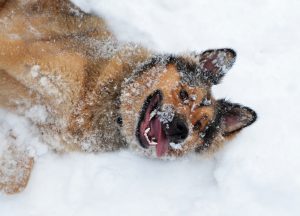 Dog in snow