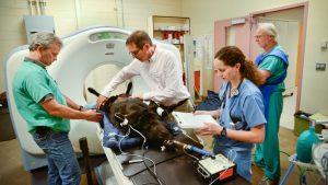 Dr. Michael Kent (center) positions a dog for a CT scan at the UC Davis veterinary hospital.
