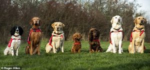 Seven scent dogs. Freya (Malaria), Midas(Prostate cancer), Honey(PA), Eliza (Trainee Bio-dog), Asher, (Parkinson's) Magic (Diabetes) and Henry (PoTS).