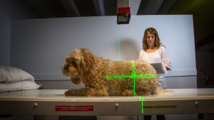 New treatment: Radiation therapist Dr. Yolanda Surjan assessing a skin cancer patient in a trial to bring new therapy RadVet to market. Picture Liam Driver