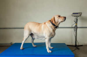 Obese yellow lab