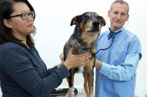 UW Veterinary Care oncologist David Vail examines Senna, an 8-year-old Catahoula Leopard Dog held by owner Caitlin Junj. In September, Senna received his final chemotherapy treatment for multicentric lymphoma, a common cancer in dogs. A five-year clinical trial launched this fall will test a novel vaccine for the prevention of many types of cancer – a potential paradigm shift in veterinary and human medicine.