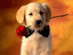 Valentines-Day-Dogs