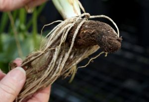Tasha Hickert, a horticulturist at Hutchinson Community College and consultant, shows the bulb-like underground portion of the Arum Palaestinium plant, which they use to grow new plants and some which they will put into a dietary supplement at the Hyatt Life Sciences greenhouse in Sterling. [Sandra J. Milburn/Hutch news]