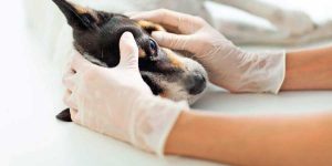 dog being examined