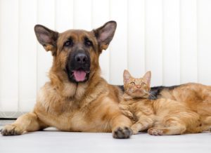 dog-cat-fish-oil