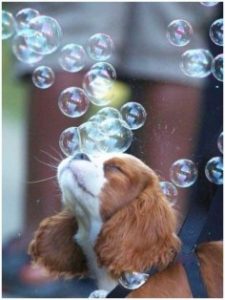 dog-enjoying-life