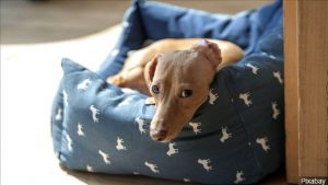 dog in dog bed