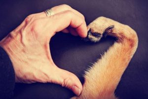 dog-love