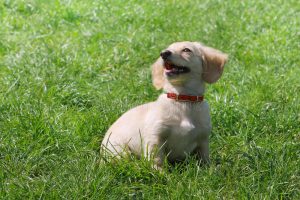 dog sitting in grass