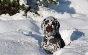 dogs-in-snow-facebook