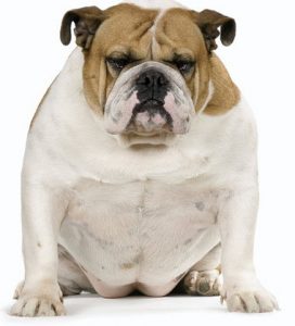fat bull dog
