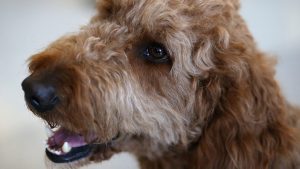 Golden Doodle (Getty Images)