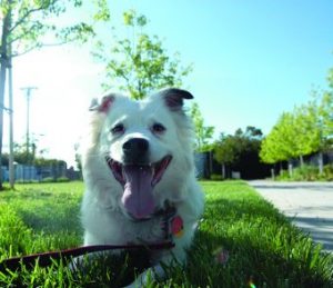 We all love taking our dogs to grassy fields to play, but keep in mind that lush, manicured public parks are likely to receive regular treatment with toxic herbicides –and too much sunshine is a hazard, especially for white dogs.