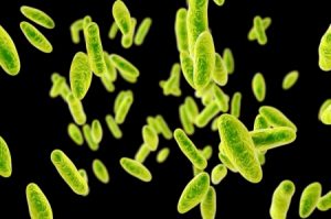 Brucellosis -- Image courtesy of the Tennessee Department of Health.
