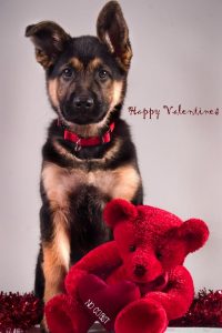 GSD Happy Valentine's Day