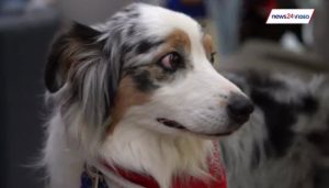 WATCH: Furry friends spread festive cheer in paediatric oncology ward Paws for People on Thursday spread some festive cheer in the paediatric oncology ward at the Netcare Unitas Hospital in Centurion.