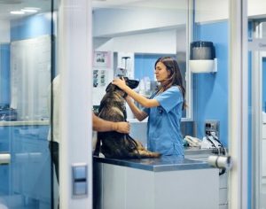 PharmAust has produced 2,000 anti-cancer Monepantel tablets for the phase I clinical trial in dogs, which is scheduled to begin on 19 February.