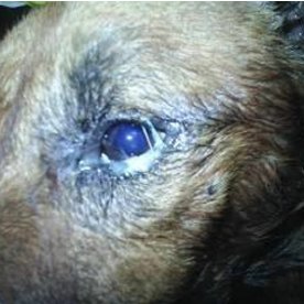 The affected dog with anterior uveitis as unilateral ocular involvement