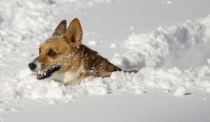 corgi in snow.jpg