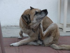 dog-scratching