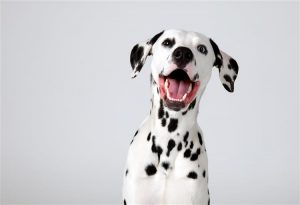 happy dalmation