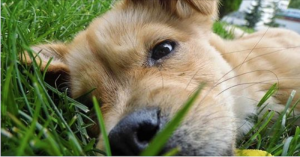 lawn chemical article