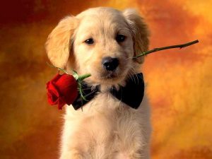 puppy with rose