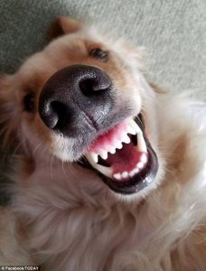 smiling dog 2