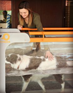 Heated-underwater-treadmill-at-PAWS-provides-hydrotherapy-benefits-Courtesy-PAWS