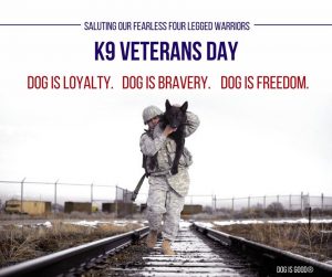 K9 veterans Day dog is good photo