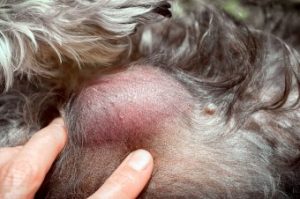 Mast Cell tumor_Getty image
