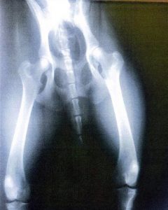 ODD-Pain-Doctor-Dog-X-Ray