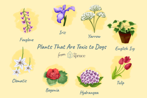 Plants that are toxic to dogs