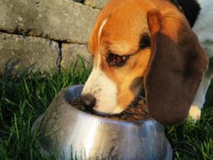 Dog food website claims millions of dogs suffering from poor nutrition