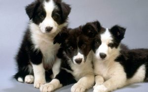 border collie puppies