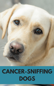 cancer-sniffing-dogs