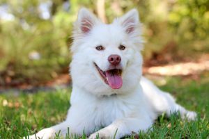 dog lying down in grass