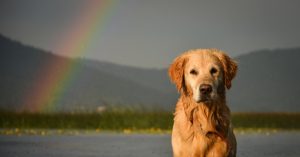 dog with rainbow