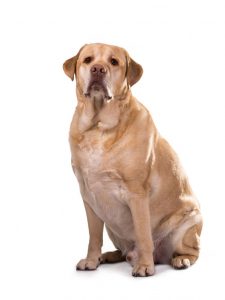 obese-dog