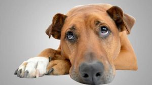 Dogs have been analyzed more than any other pet because of humans' long history of companionship with them.