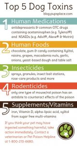 top 5 toxins for dogs