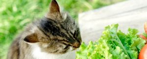 vegocat_1024