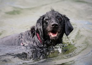 Dog enjoying the water